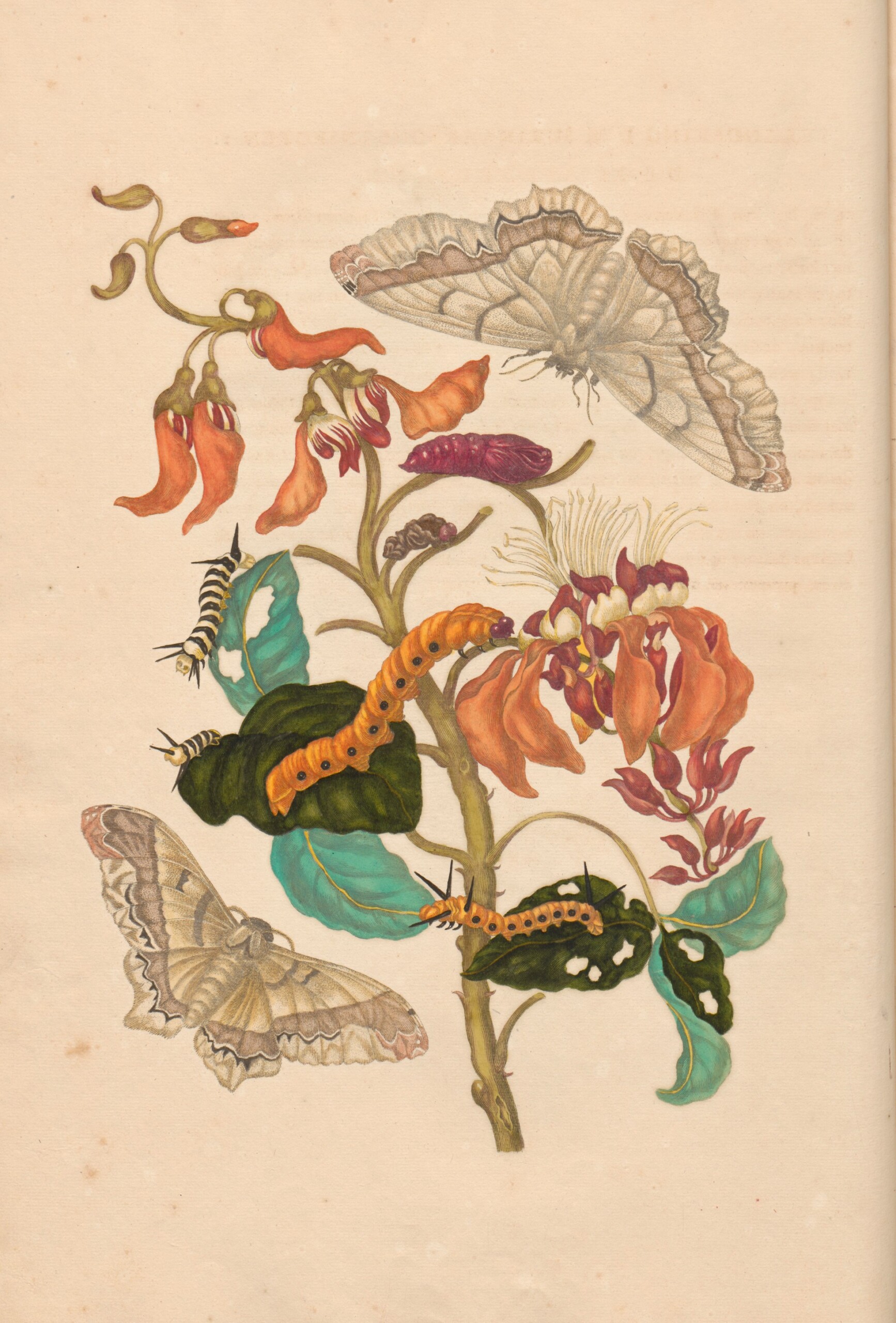 Merian-Gloriosa-low-res-UBAGWABLegkast01901-0050-1-scaled